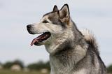 ALASKAN MALAMUTE 680
